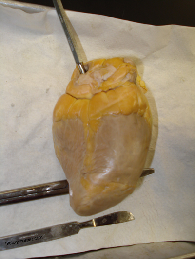 heart 2