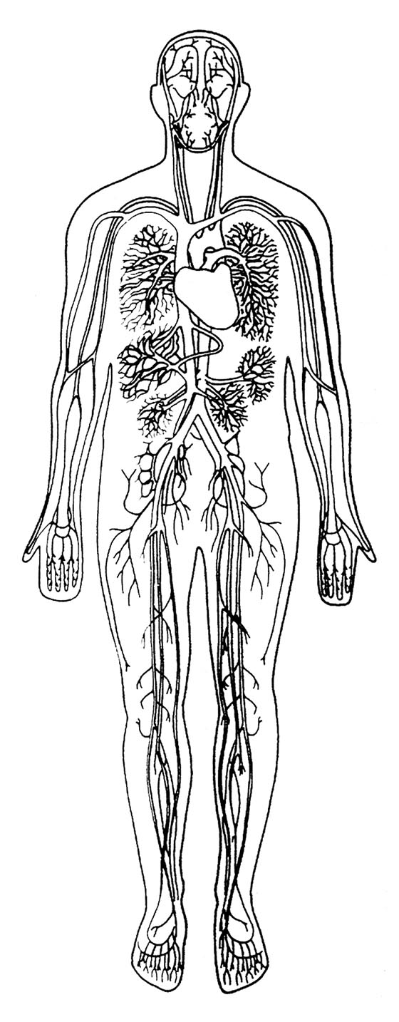 human circulatory system
