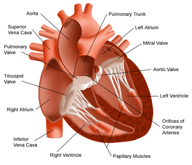 physiology of heart. Images: Heart 01 | Heart 02