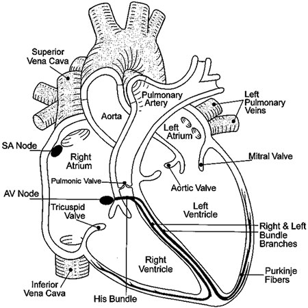 anatomy amp  physiology chapter