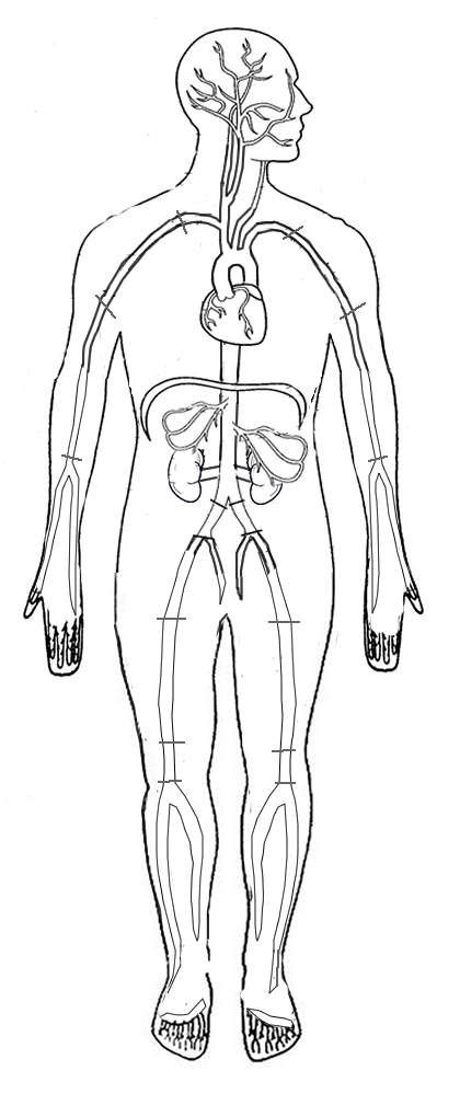 arteries of body diagram. insoyour ody keep Diagram