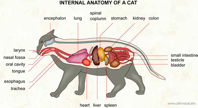 Cat Dissection Unit The Smith Webzone