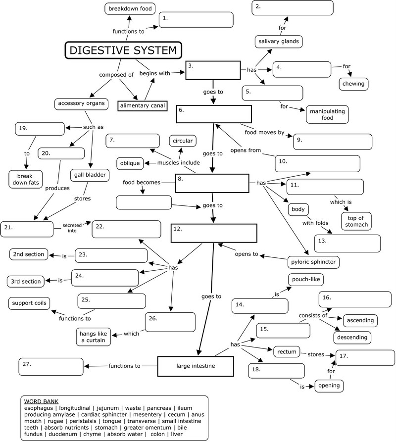 Digestive System Concept Map