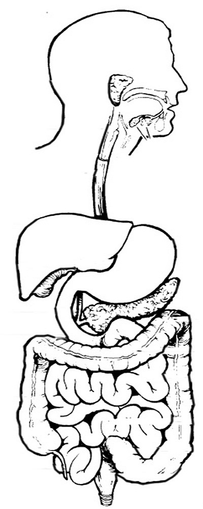 Digestive System Coloring Pages