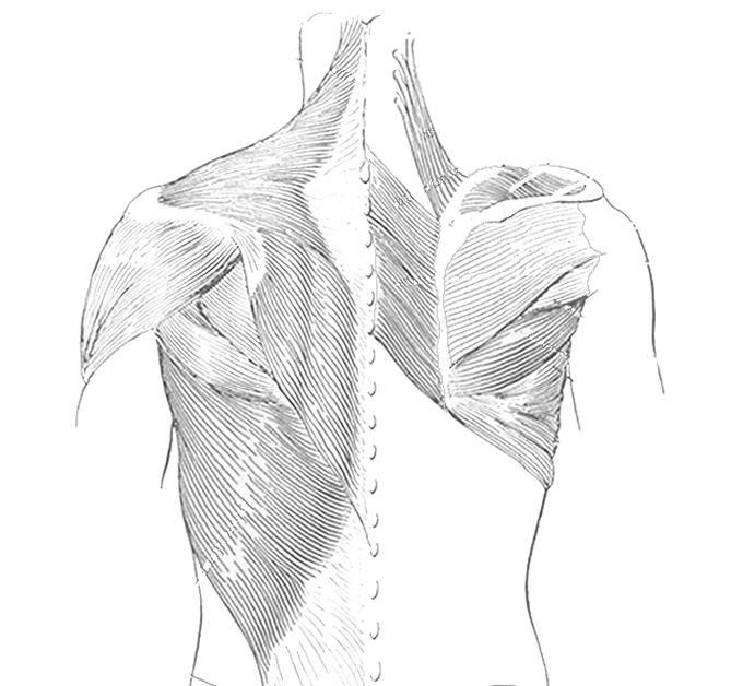 Label the Muscles of the Thoracic Region