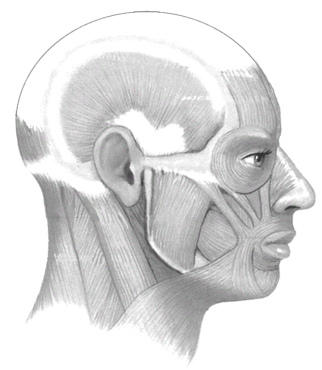 anatomy head muscles