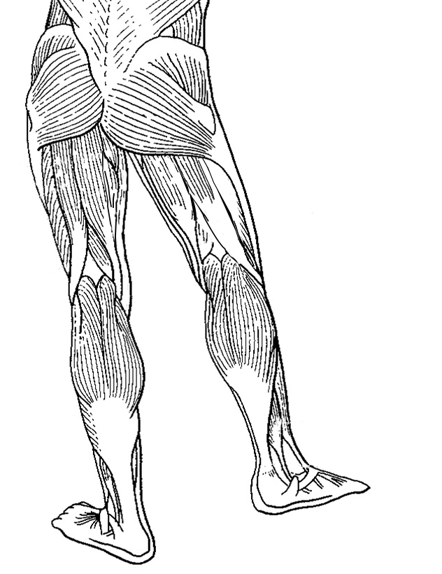 leg muscles, back