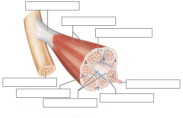 Muscular system - Dr. Hunter's Anatomy and Physiology