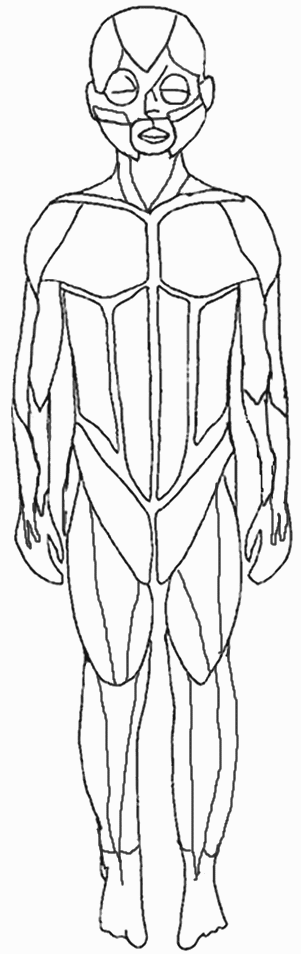 Human Muscles Coloring