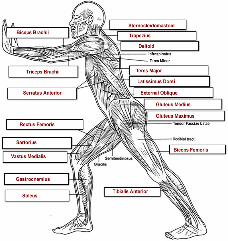 muscles-labeling-side-body