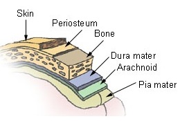 meninges
