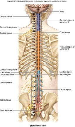 spinal nerves