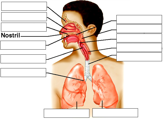 Upper Respiratory System Diagram