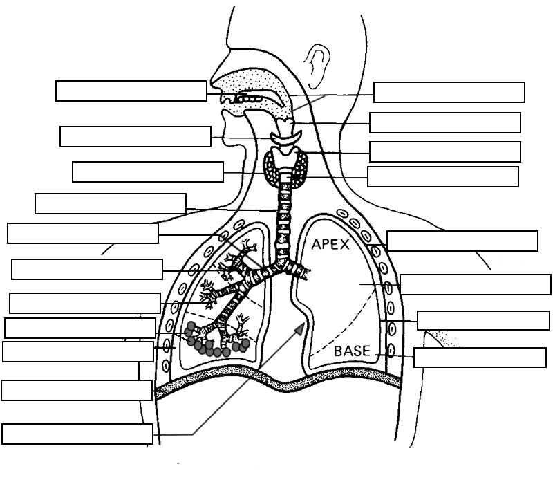 Anatomy: Respiratory System