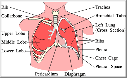 respiratory organs