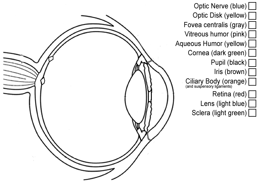 ocular anatomy coloring pages - photo #10