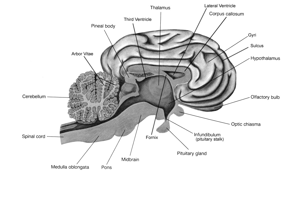 Sheep+brain+dissection+worksheet