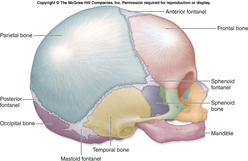 sutures of skull. of an infant#39;s skull,