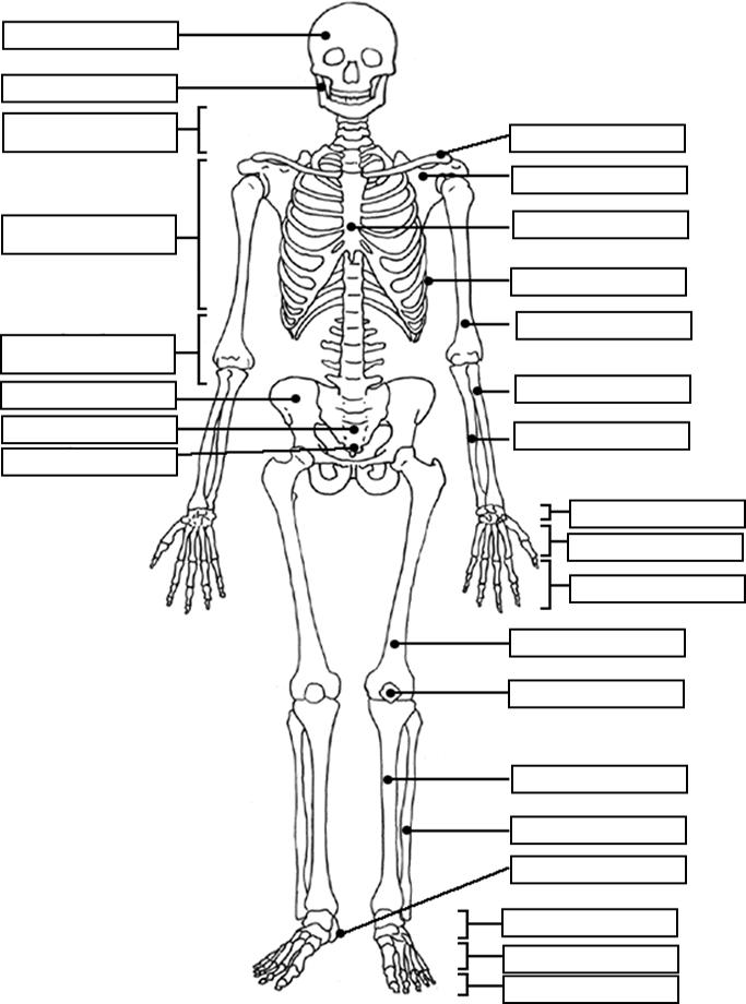Skeletal System Skeleton Diagram