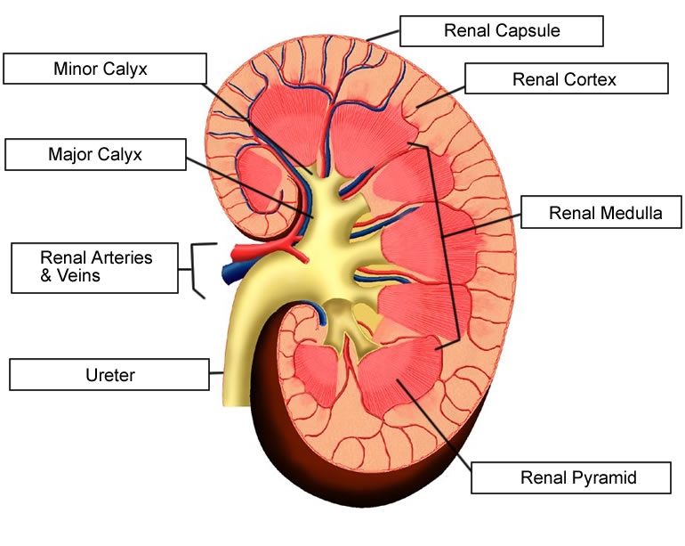Label The Kidney