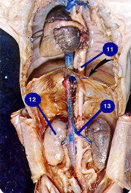pig 11