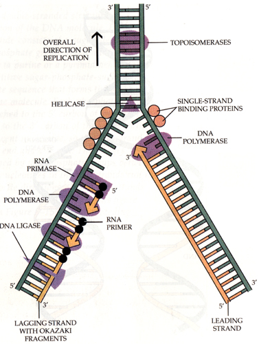 DNA-replication.jpg
