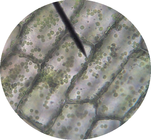 plant cell 400x