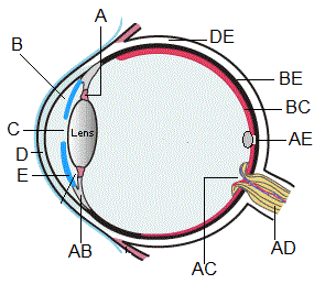 eye