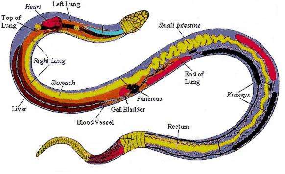 Snake Muscle Structure