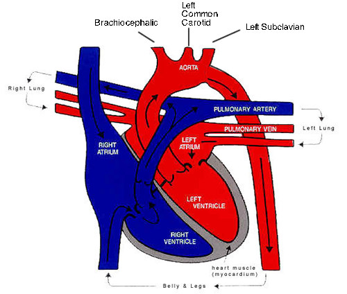 circulatory system heart diagram. of the circulatory system
