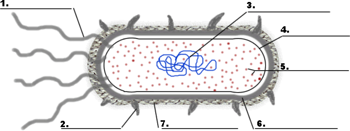 Animal Cell Labelled. Bacteria Cell Labelling