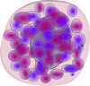 basophil