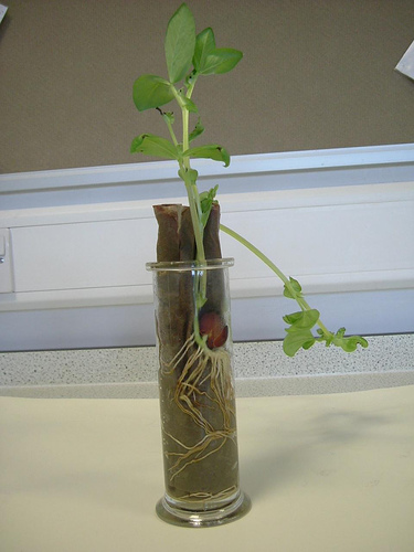 How Does Acid Affect the Germination of a Seed?