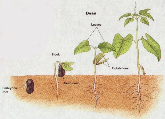 bean germination jpg