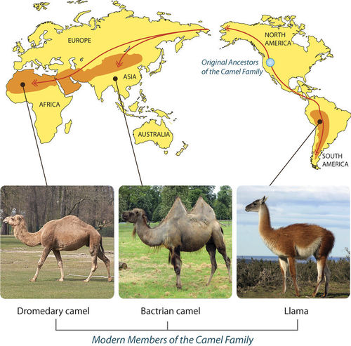 camel evolution