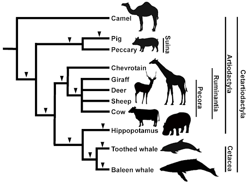 camel phylogeny