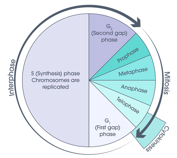 cell cycle