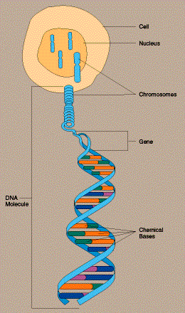 Chromosomes and DNA