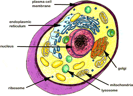 animal cell without labels. Animal Cell. Plant Cell