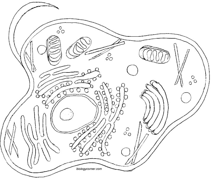 parts of the cell simulacrum