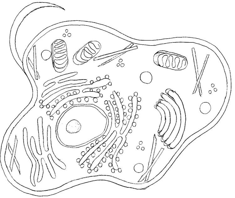 animal cells diagram. animal cells diagram. animal