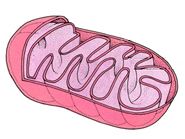 Mitochondria+coloring