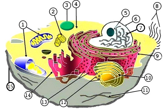 Animal and Plant Cell Labeling KEY