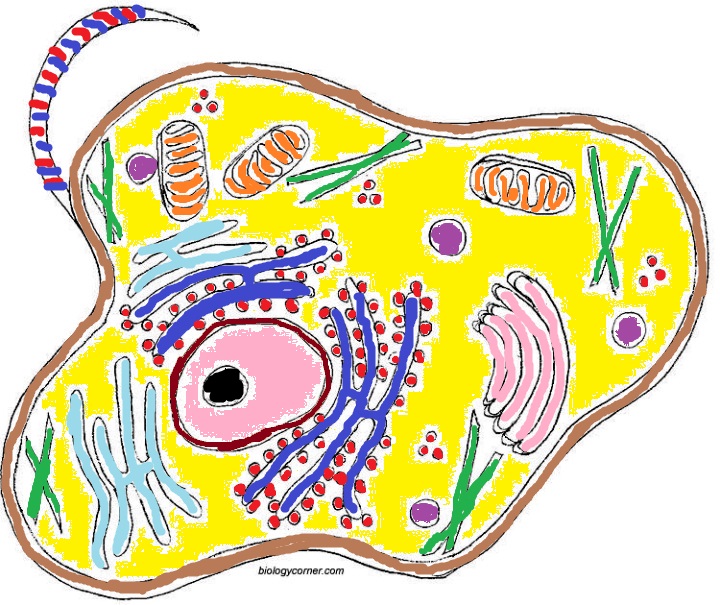 Briefly parts. II. cell animal describe function labeled  the cell the worksheet of coloring