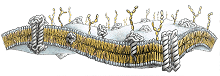 cell membrane