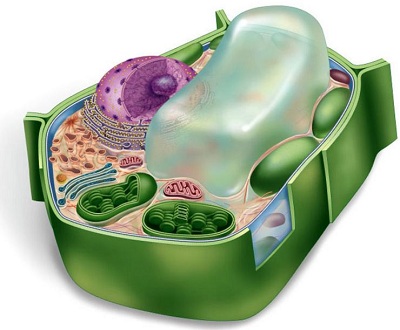 animal cell vacuole. Plant cells have a CENTRAL