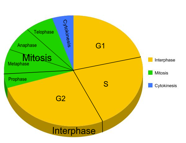Mitosis Cell Cycle. CELL CYCLE - events cells go