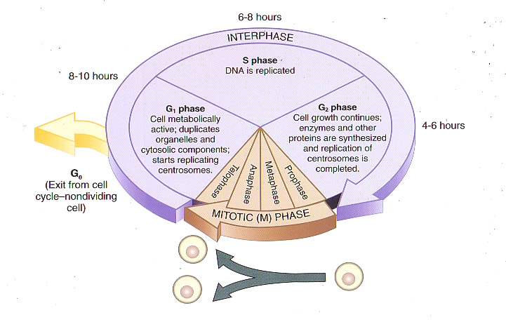 phases of cell cycle. 9.1 The Cell Cycle