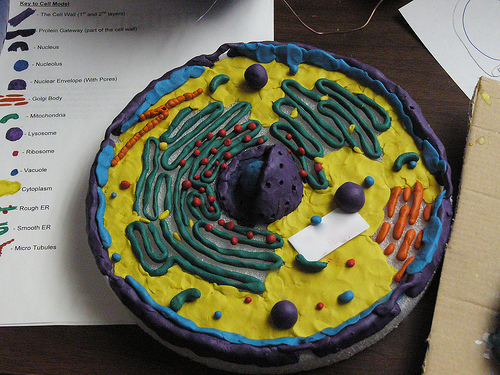 Animal Cell Model Project With Labels