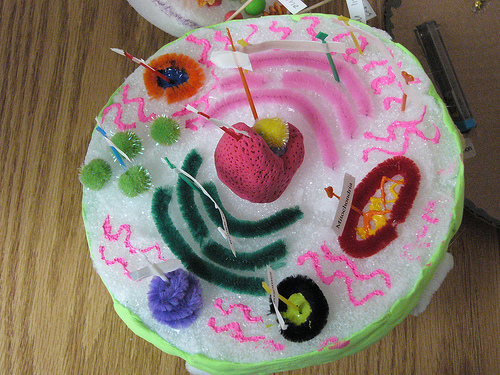 animal cell model project